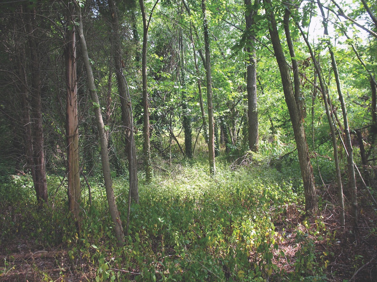 Pine Thicket 9695 Bel Alton Newtown Rd., Bel Alton, Md. While the manhunt for Booth and Herold grew close, the pair hid in this pine thicket waiting for a chance to safely cross over to Virginia. Locals brought them food, drink, and newspapers, which revealed to the disgruntled Booth that he was not being hailed as the hero he had hoped, but instead as a monstrous villain. Booth lamented in his pocket diary, “Our country owed all her troubles to him, and God simply made me the instrument of his punishment.” On April 20, their local guides led them down to the Potomac River to cross into Virginia. (Melissa A. Winn)