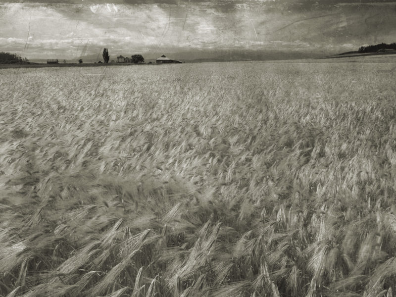 Amber waves of grain on Whidbey Island, WA