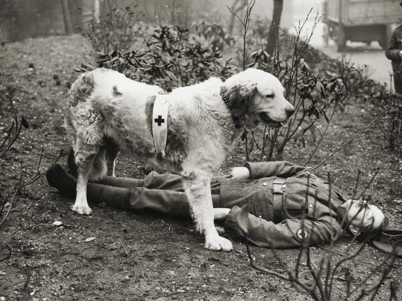 dog-training-ww1