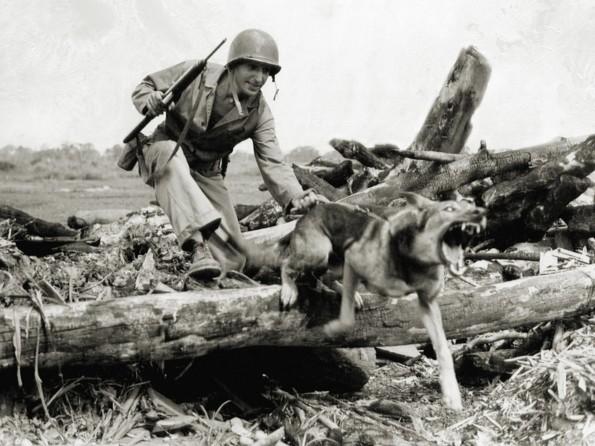 ww2-war-dogs-train