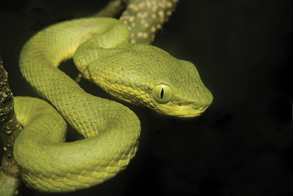 Photo of a BAMBOO PIT VIPER. Trimeresurus gramineus, venomous, common.