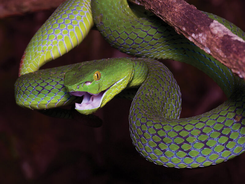Photo of a female Siamese Peninsula Pit Viper (Trimeresurus fucatus) in the rainforest at night at Fraser's Hill, Pahang, Malaysia