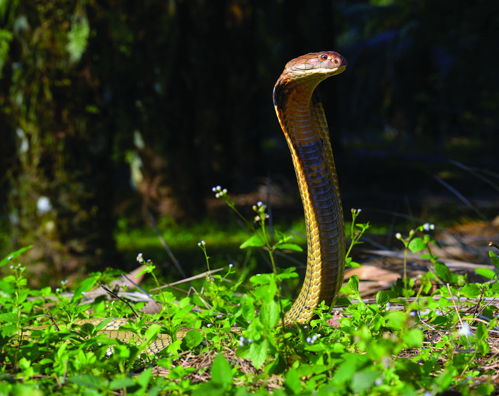 Photo of a King cobra (Ophiophagus hannah) in strike pose, Malaysia.