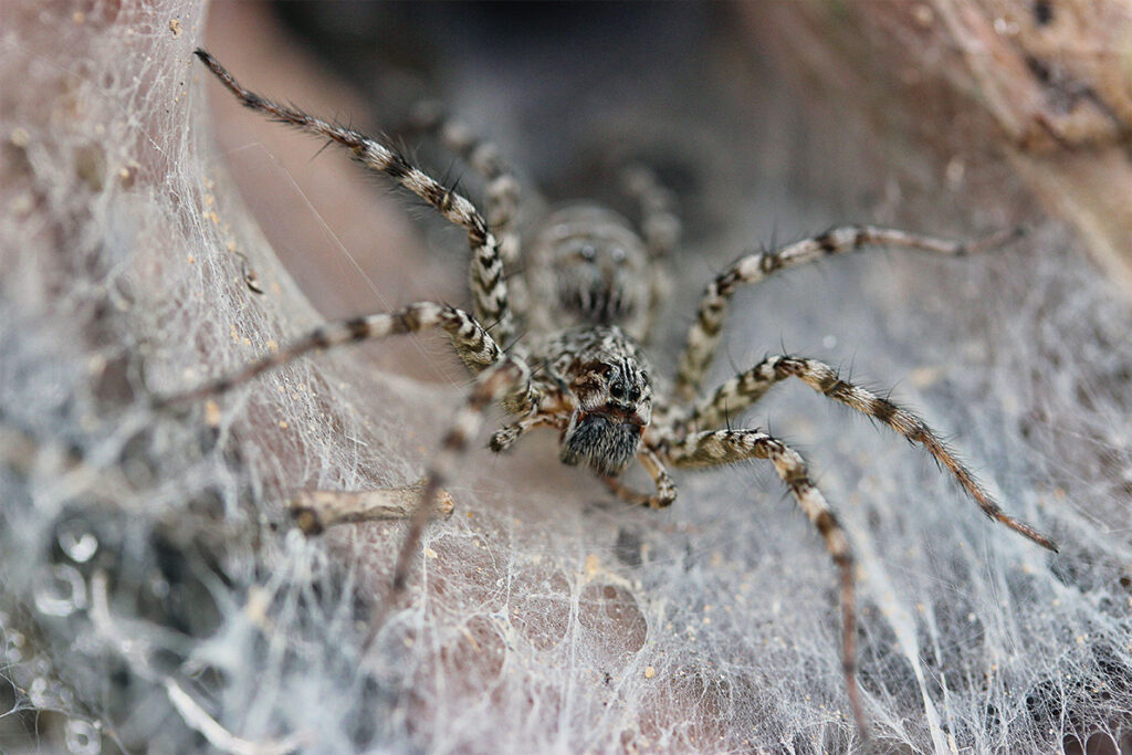 Photo of a full body image of a Vietnamese funnel web spider in its nest of spider webs.