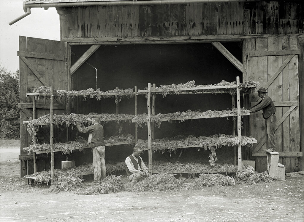 Photo of drying absinthe. France, 1906.