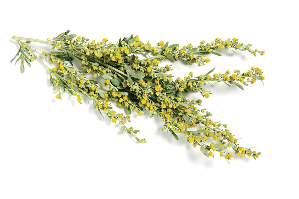 Photo of Absinthe wormwood.